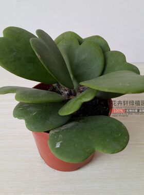 心叶球兰锦盆栽心型叶片多肉植物情人球兰爬藤垂吊球兰花苗带盆