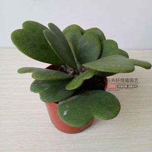 心叶球兰锦盆栽心型叶片多肉植物情人球兰爬藤垂吊球兰花苗带盆