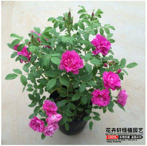 盆栽食用玫瑰花苗四季玫瑰平阴玫瑰扦插苗现挖地栽苗