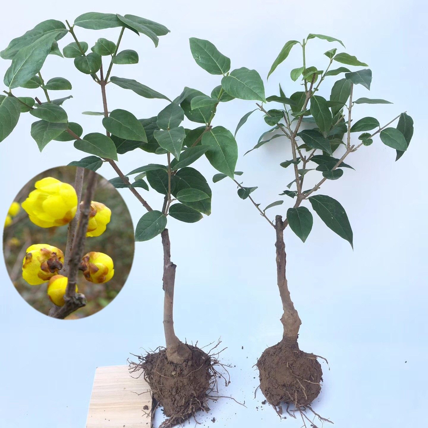 冬季耐寒浓香型重瓣金钟腊梅花嫁接苗当年开花苗盆栽植物花卉盆景