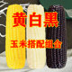 东北糯玉米组合装 黑白黄玉米非转基因东北黏玉米新鲜真空包装