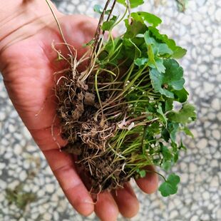 带叶发货 发货 猫爪草种苗 保湿 猫爪草