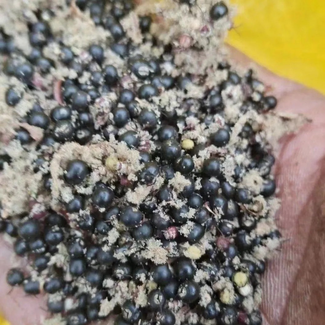 大通草苗 通草根 通草 育苗专用通花根干货图片