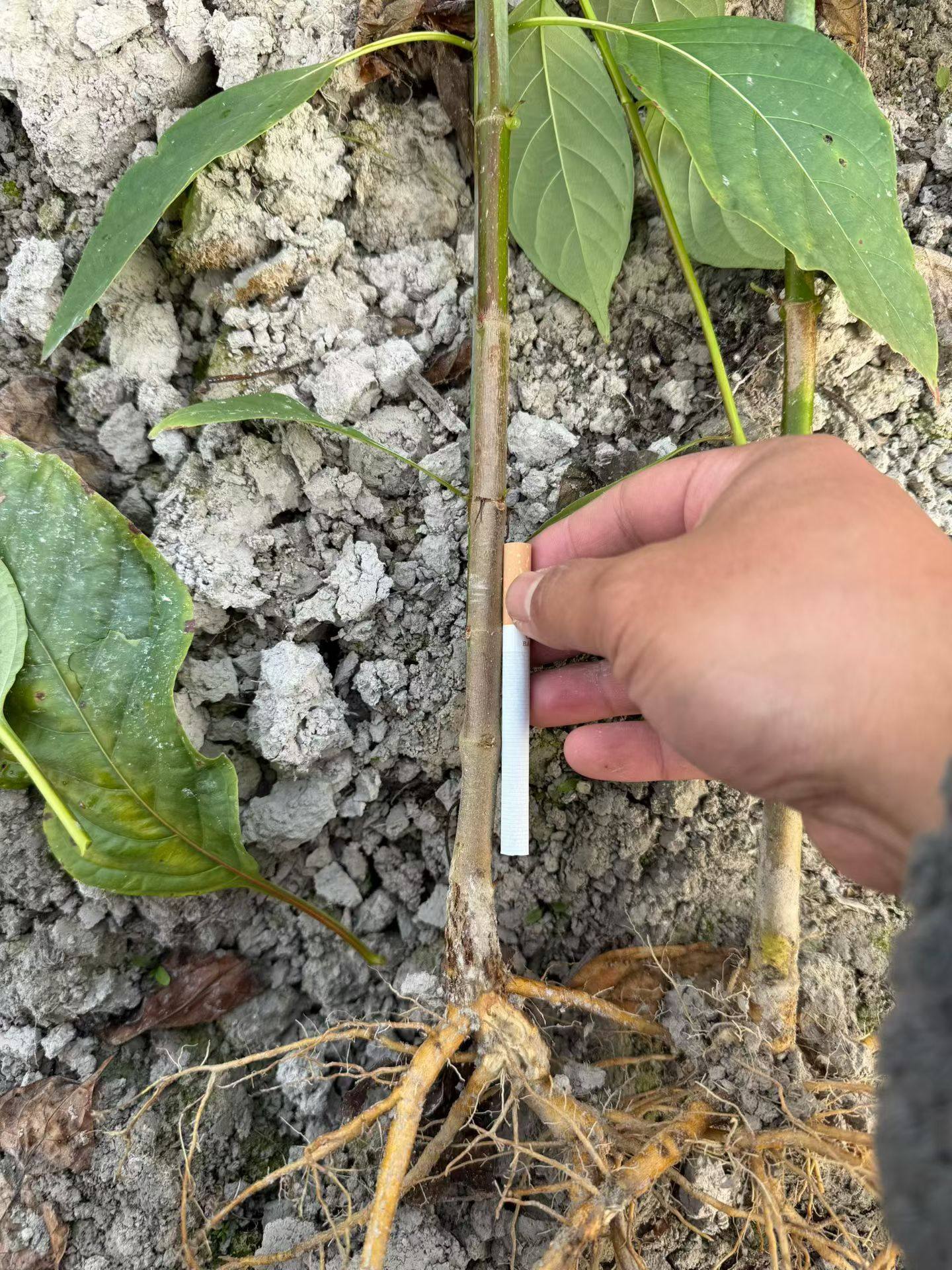 中药材金钩莲钩藤钩丁吊藤倒挂刺大钩藤鹰爪风二年钩藤苗大叶钩藤