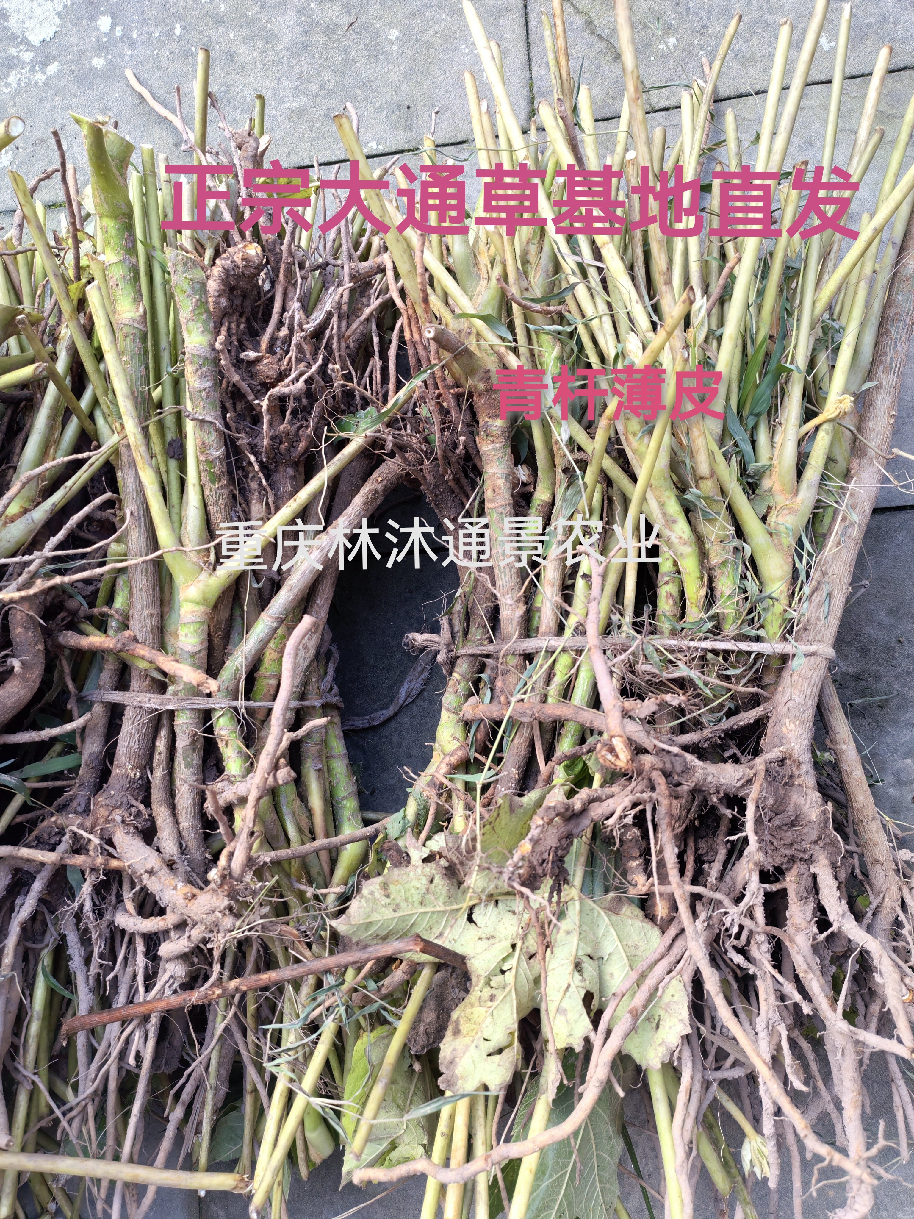 中药材正宗青杆薄皮大通草苗 通草苗 老桩苗重庆基地直发现挖现发图片