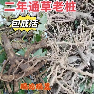 中药材大通草苗 通花根老桩通花通草老桩苗基地直发 新鲜现挖现发