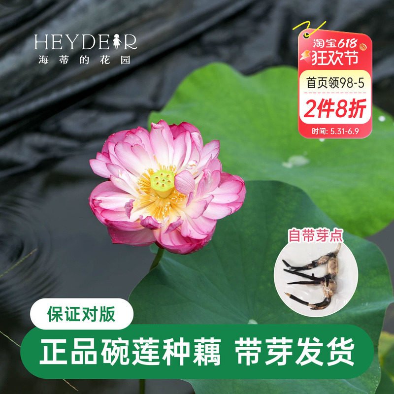 海蒂的花园 碗莲种藕荷花水培植物多年生水生花卉莲花水养裸根苗