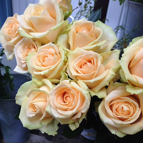 海蒂的花园 Серия Peach Snow Gount