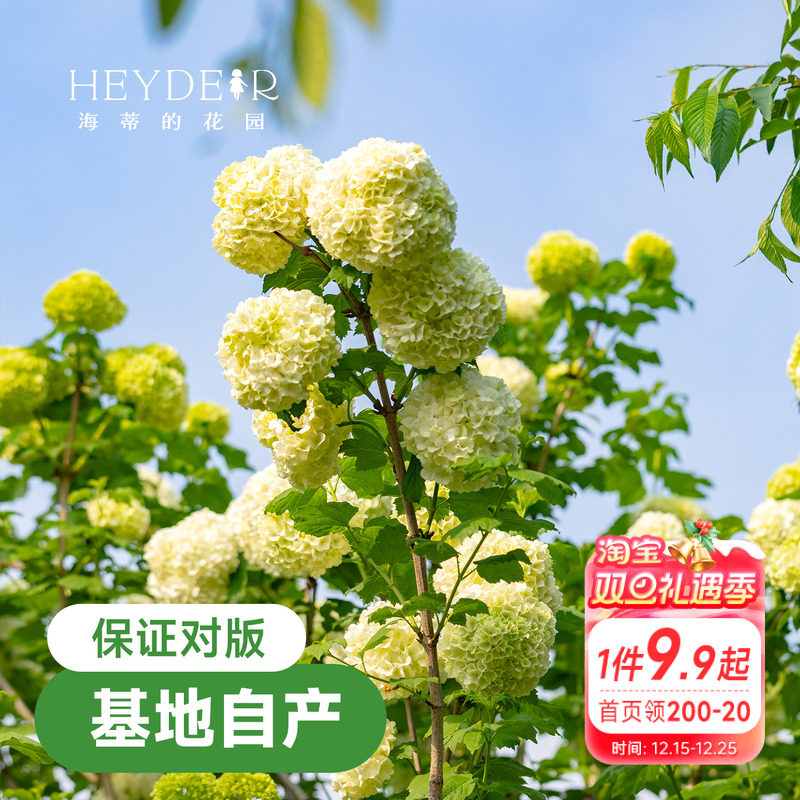 海蒂的花园欧洲木绣球花卉植物庭院露台庭院盆栽树苗耐寒绣球花苗