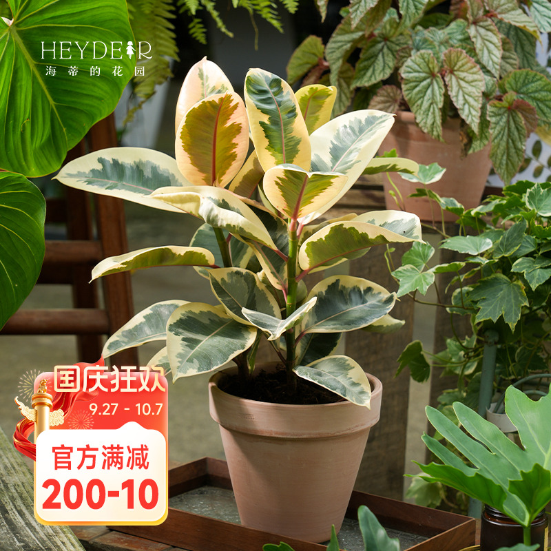 橡皮树桌面客厅观叶绿植