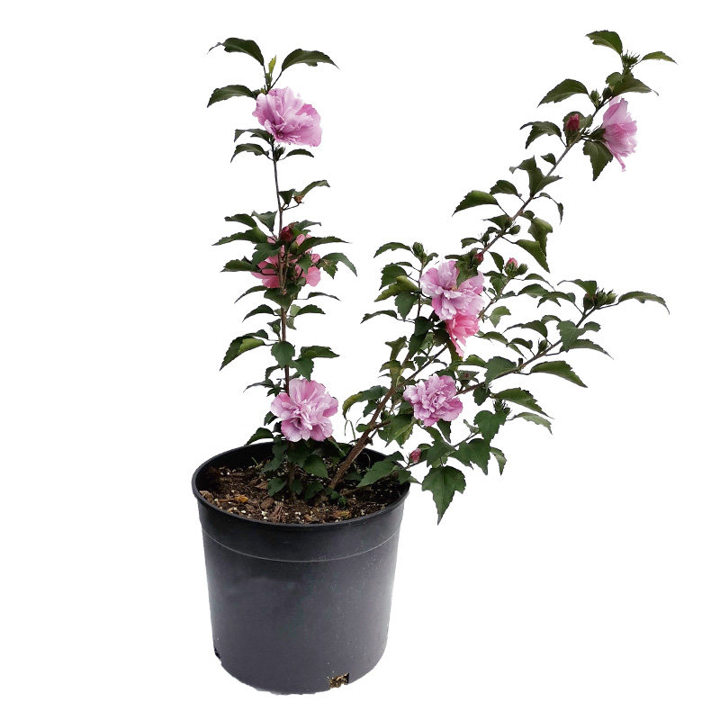 海蒂的花园 木槿花灌木皮实好养耐寒花期长n庭院花卉植物盆栽花苗
