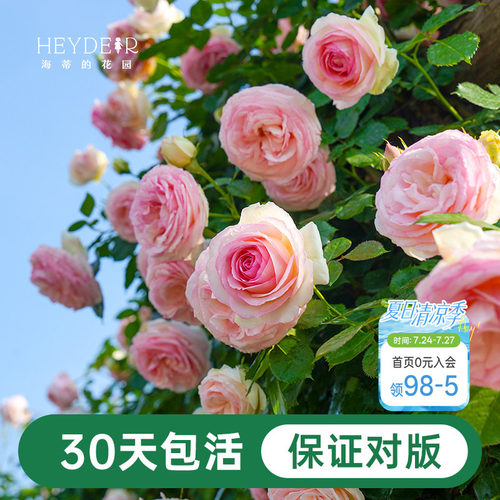 海蒂的花园月季花苗粉色龙沙宝石