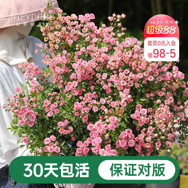 海蒂的花园超微月季室外多头图片