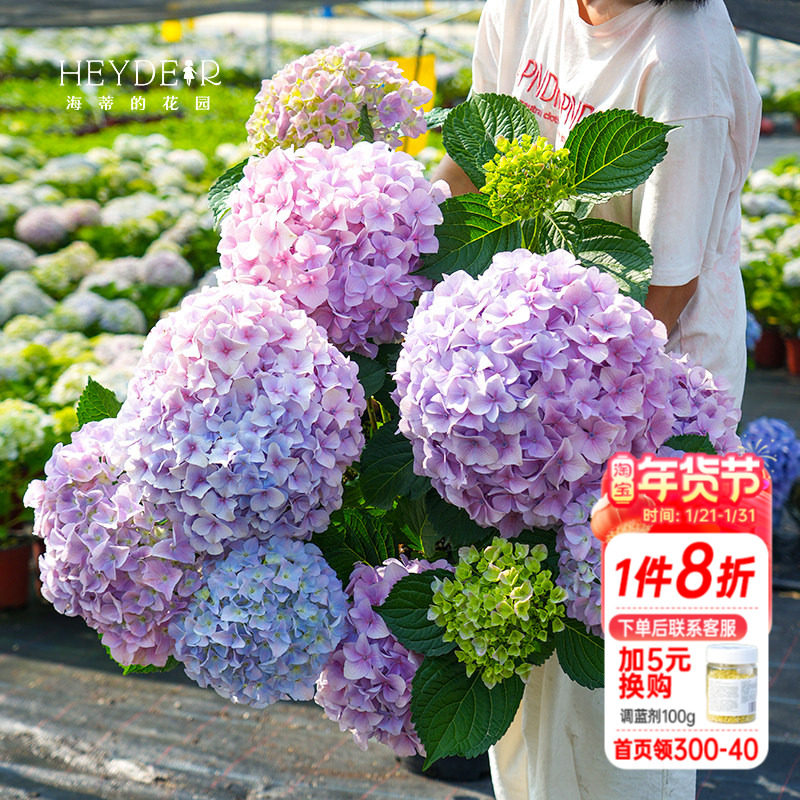 海蒂的花园绣球花盆栽花苗大海蓝薄荷拇指地栽阳台花园庭院植物,鲜花速递/花卉仿真/绿植园艺,绣球/木绣球/木本植物,淘宝优惠券,粉丝福利购,淘宝优惠卷