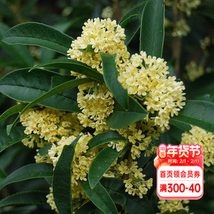 海蒂的花园桂花香椿树苗盆栽浓香常绿庭院木本花卉景观