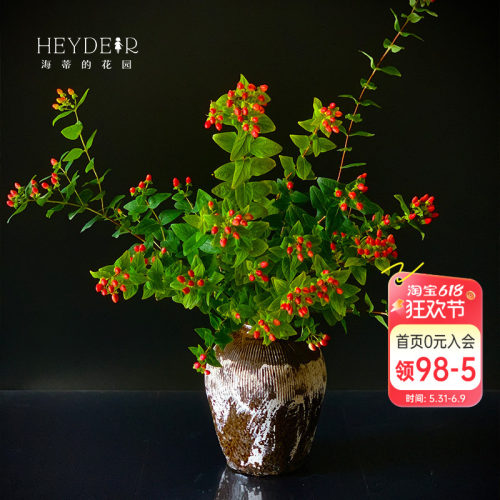 海蒂的花园金丝桃花灌木