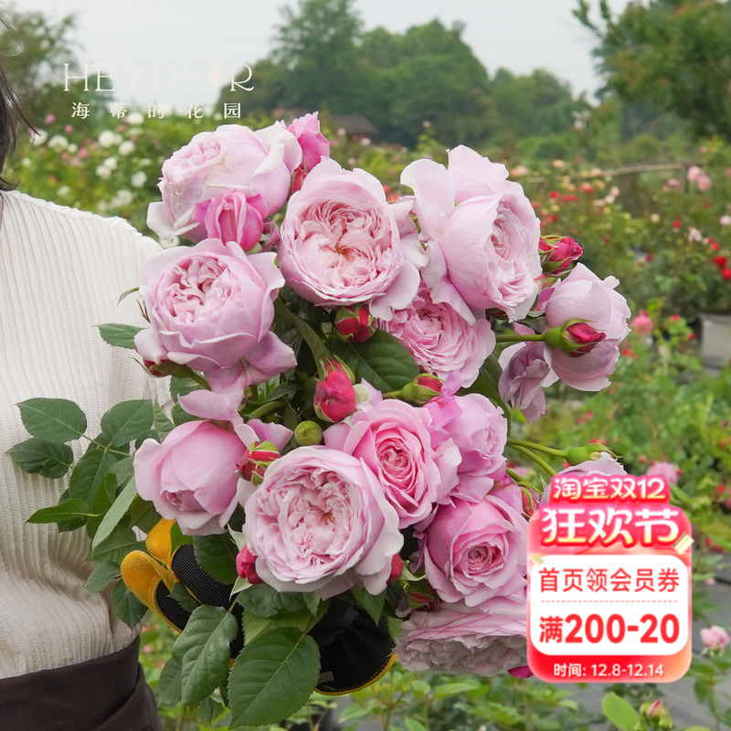 海蒂的花园月季强健盆栽苗花卉