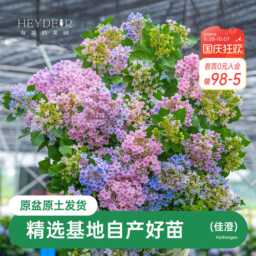 重瓣绣球佳澄蓝粉可调色