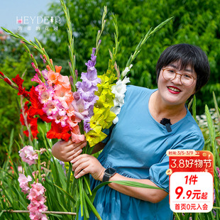 海蒂的花园剑兰种球唐菖蒲庭院阳台花卉盆栽地栽切花十三太保