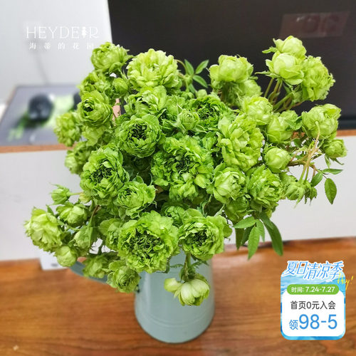 海蒂的花园结绿珍月季盆栽