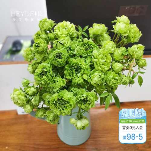 海蒂的花园结绿珍月季盆栽