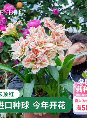 海蒂的花园荷兰朱顶红种球火焰黛丝室内阳台花进口球根花卉