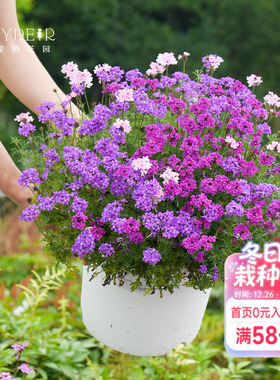 海蒂的花园 美女樱耐热耐寒草花多季开花易开花花苗植物花卉盆栽