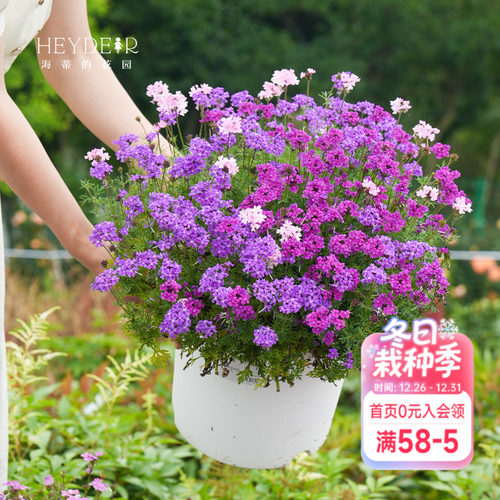 海蒂的花园细叶美女樱耐寒花卉