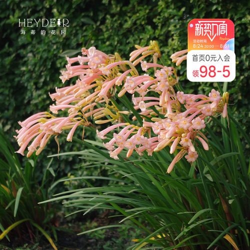 海蒂的花园种球可爱秋冬垂筒花