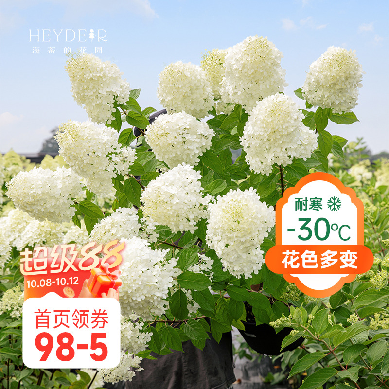 海妈香草草莓石灰灯带花盆栽