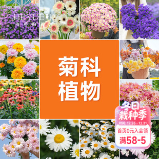 海蒂 花园球菊洋菊菊花盆千头菊菊花苗耐热带花苞阳台花园植物