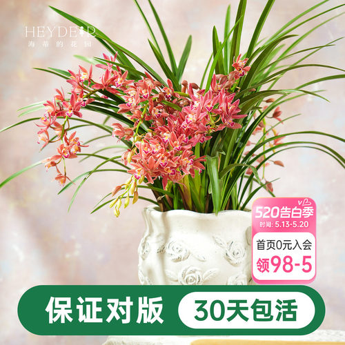 兰花杂交兰国兰多年生花卉盆栽