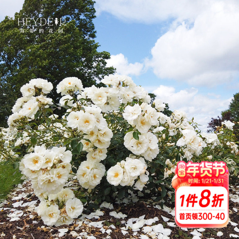 海蒂的花园月季花苗直立冰山欧月花量大勤花阳台庭院木本花卉盆栽,鲜花速递/花卉仿真/绿植园艺,月季/蔷薇/玫瑰,淘宝优惠券,粉丝福利购,淘宝优惠卷