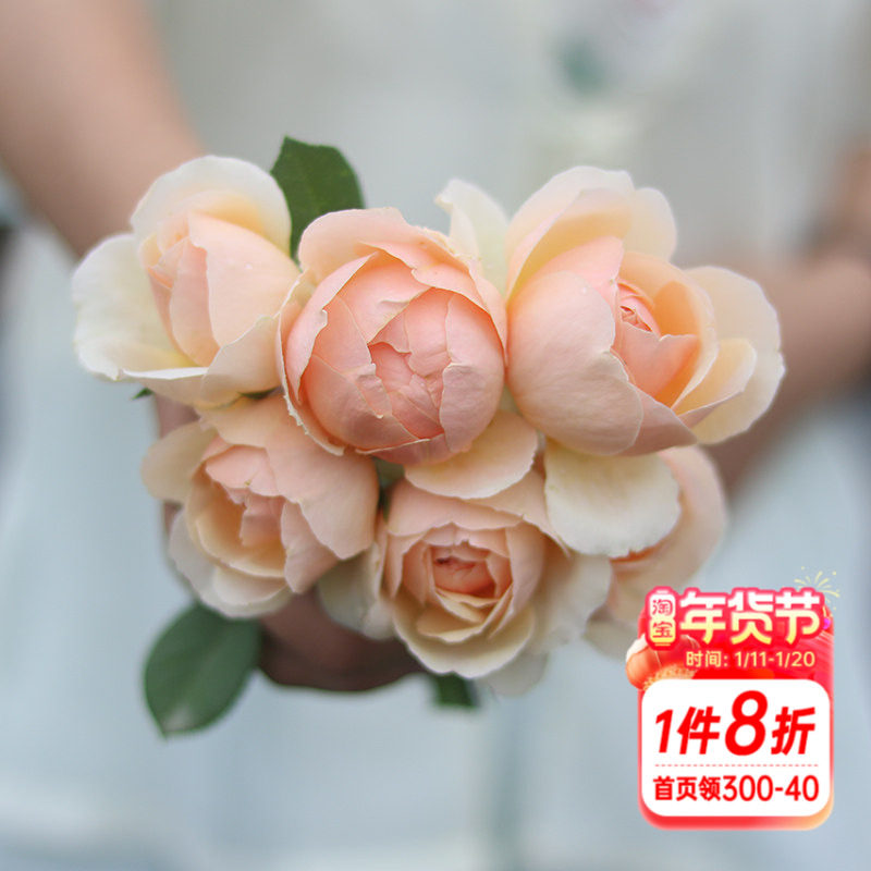 海蒂的花园 无名的裘德欧月浓香灌木月季大花包子长势好花卉盆栽,鲜花速递/花卉仿真/绿植园艺,月季/蔷薇/玫瑰,淘宝优惠券,粉丝福利购,淘宝优惠卷