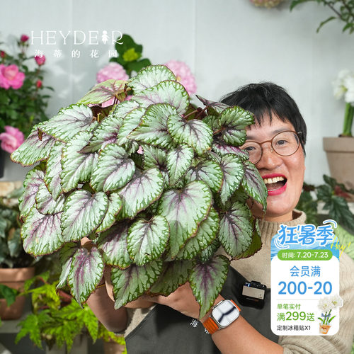 海蒂的花园秋海棠盆栽竹节海棠阳台室外室内客厅桌面绿植观叶植物