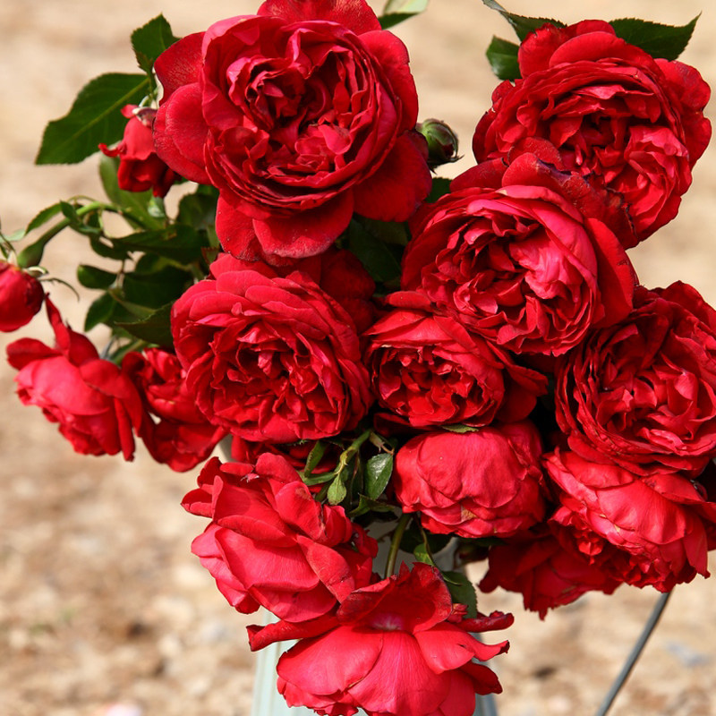 海蒂的花园 玫瑰国度的天使爬藤欧月勤开花好养易种庭院花卉盆栽,鲜花速递/花卉仿真/绿植园艺,月季/蔷薇/玫瑰,淘宝优惠券,粉丝福利购,淘宝优惠卷