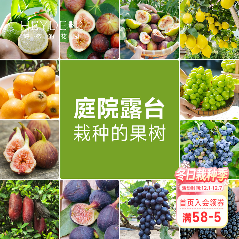 果树果苗盆栽葡萄柠檬