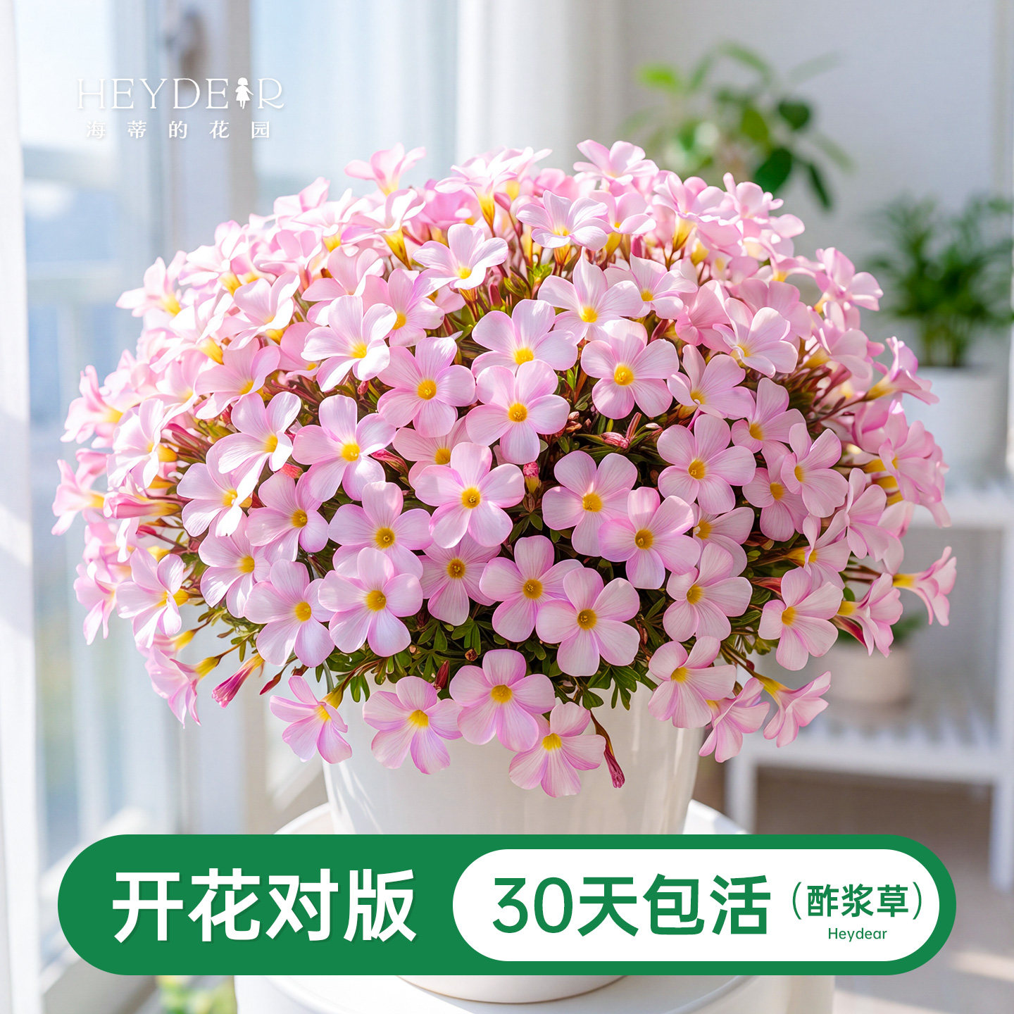 海蒂的花园酢浆草种球苗盆栽种植易开花阳台庭院多年生植物花期长