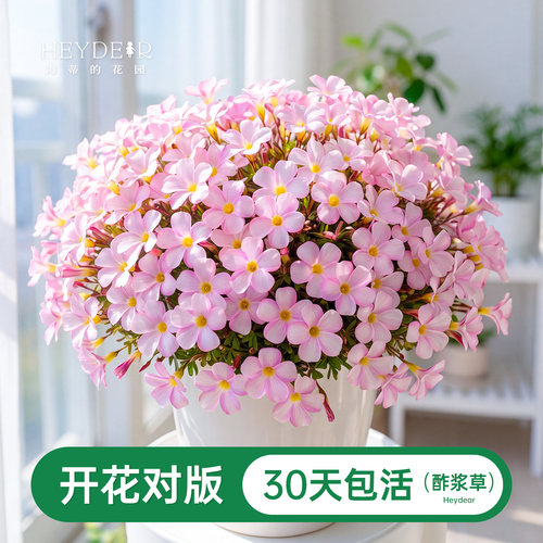 海蒂的花园酢浆草种球