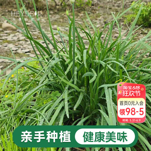 海蒂的花园 韭菜苗带土菜苗盆栽苗易养多年生家庭阳台庭院蔬菜苗