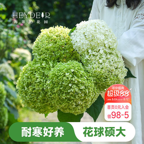 海蒂的花园木绣球贝拉安娜耐寒