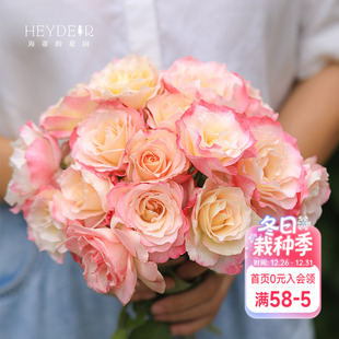 海蒂 勤花抗病灌木花卉阳台庭院植物盆栽苗 花园六翼天使河本月季