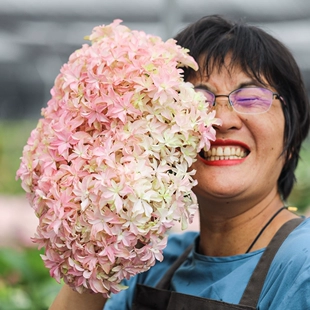 花园绣球花苗无尽夏新娘灵感阳台四季 可种植物树苗花卉盆栽 海蒂