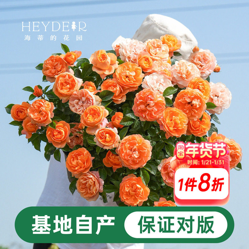 海蒂的花园月季花苗盆栽小苗爬藤玫瑰果汁阳台多季开花地栽花苗,鲜花速递/花卉仿真/绿植园艺,时令草本花卉,淘宝优惠券,粉丝福利购,淘宝优惠卷