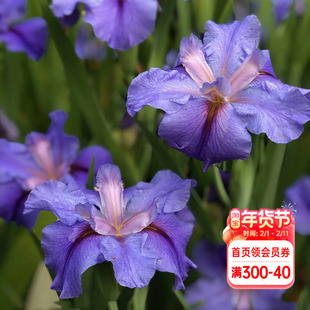 海蒂的花园路易斯安娜鸢尾种球宿根阳台盆栽地栽水生植物花卉块根