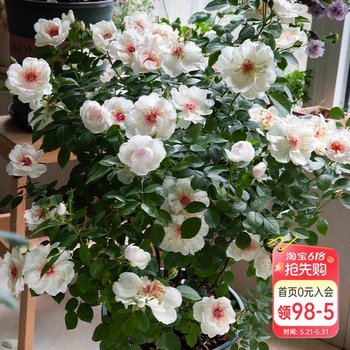 海蒂的花园杰奎琳杜普蕾直立月季