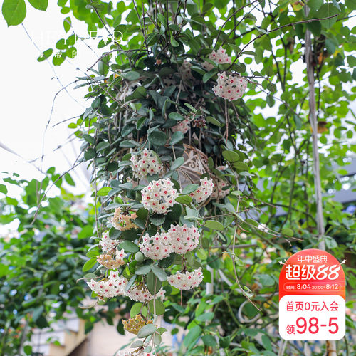 【小红书10万人种草】球兰好养