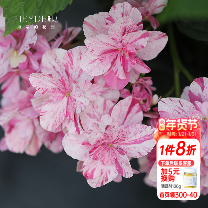 海蒂的花园绣球花苗依纯千织条纹阳台庭院露台植物小树苗花卉盆栽,鲜花速递/花卉仿真/绿植园艺,绣球/木绣球/木本植物,淘宝优惠券,粉丝福利购,淘宝优惠卷