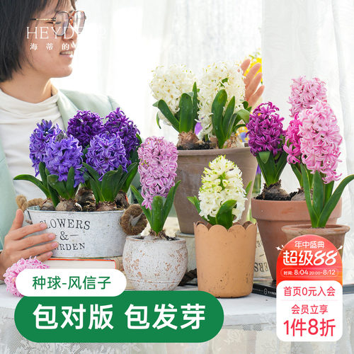海蒂的花园风信子种球阳台水培盆栽地栽球根花卉植物庭院花园海妈