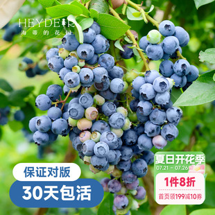 花园蓝莓树果苗盆栽果树南方北方带花苞发货阳台庭院地栽苗 海蒂